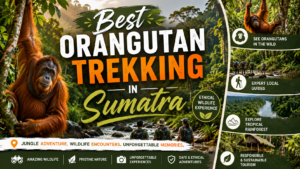 Best orangutan trekking in Sumatra featuring a wild Sumatran orangutan in Bukit Lawang, Gunung Leuser National Park with ethical jungle trekking and local guides.